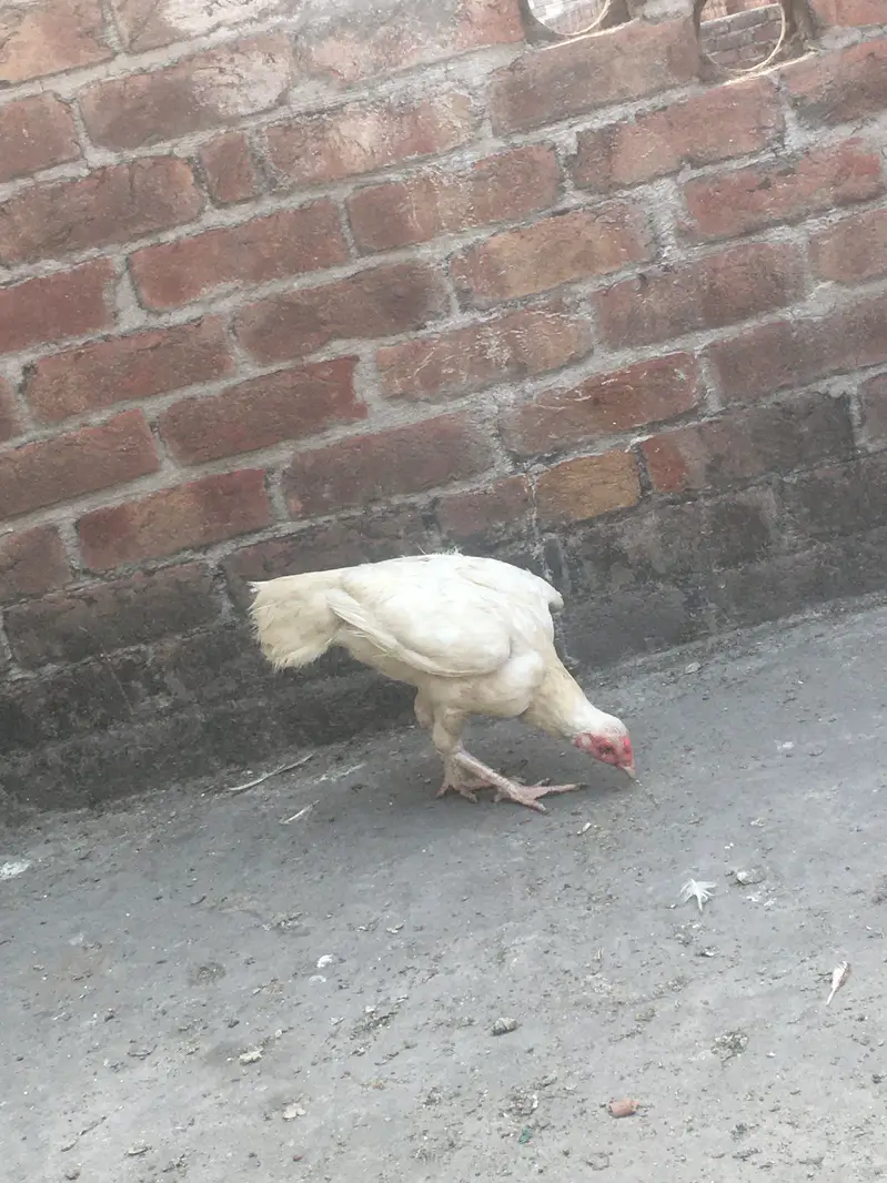 Heera murgahy k eggs available hain — photo 7