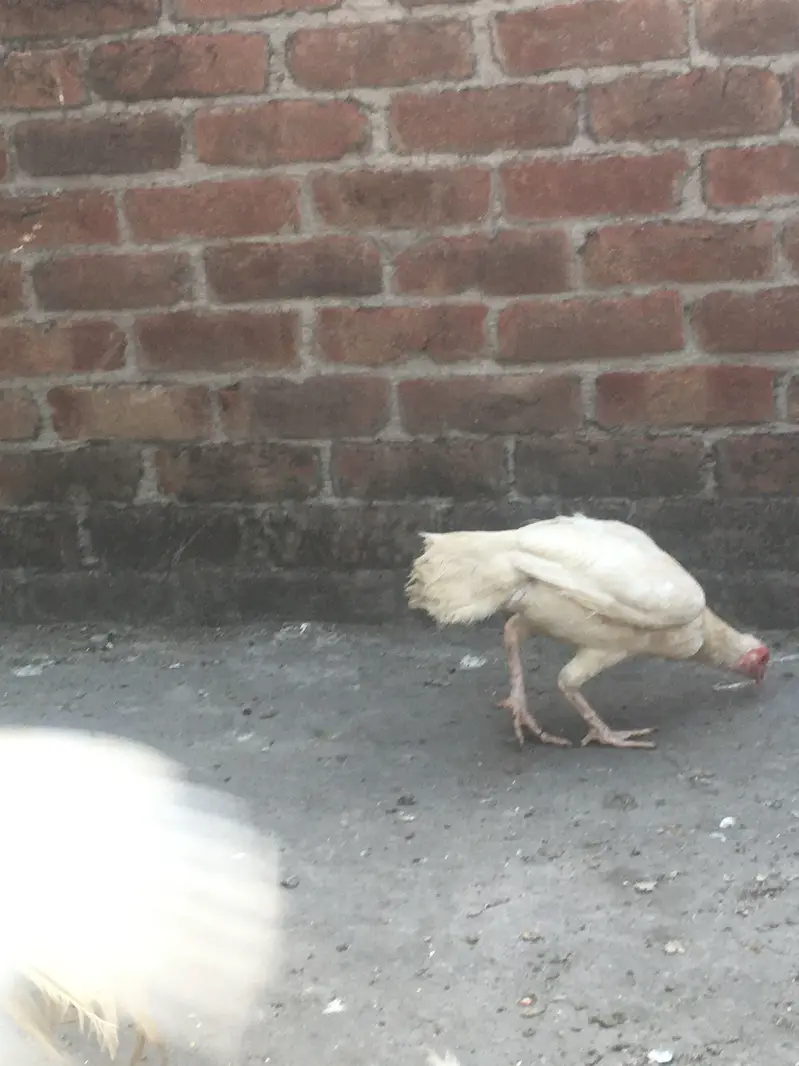 Heera murgahy k eggs available hain — photo 8