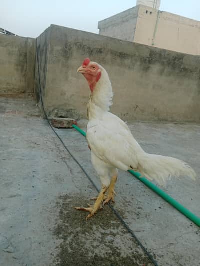 Aseel Paper White "Heera" Murgha For Sale
