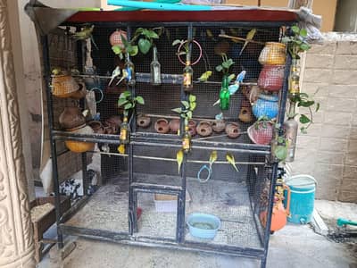 Australian parrots/ Iron cage/ Complete setup