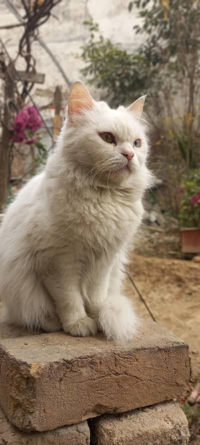 White persion cat with odd eyes