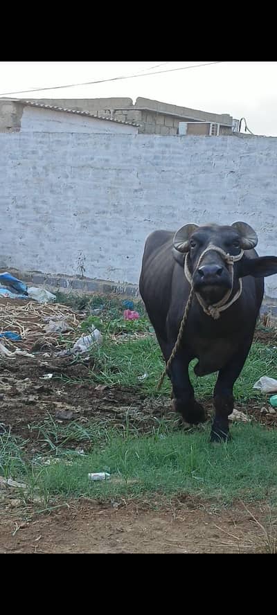 behns bakri