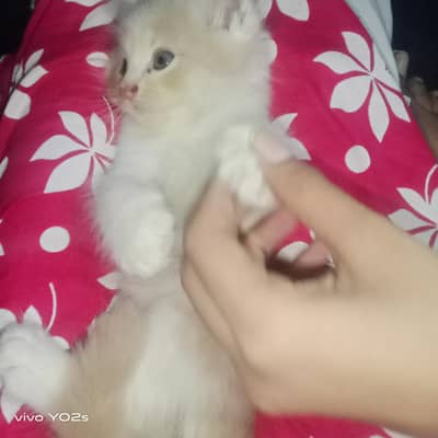 kitten for sale