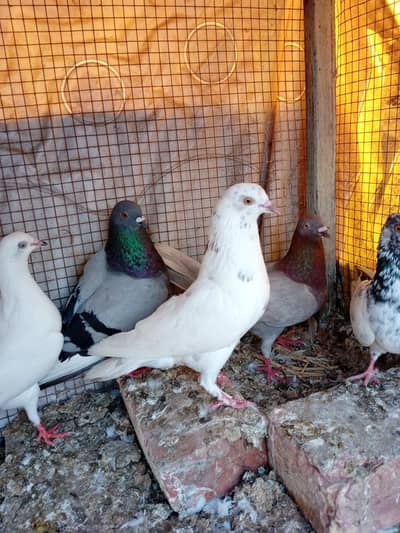 pr pece 1200 pigeon for sale