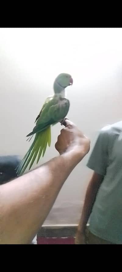 green parrot/tame parrot