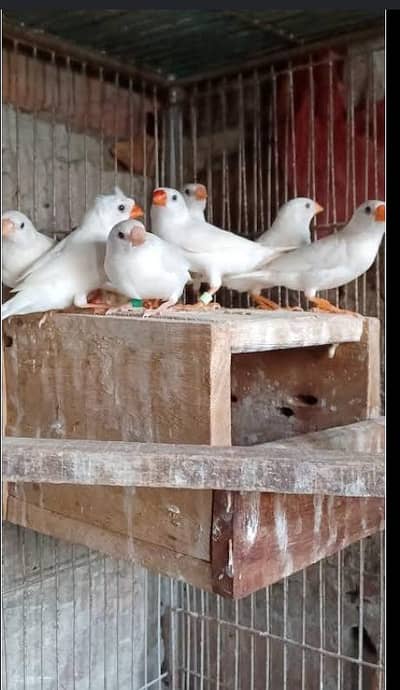 Snow White Finches