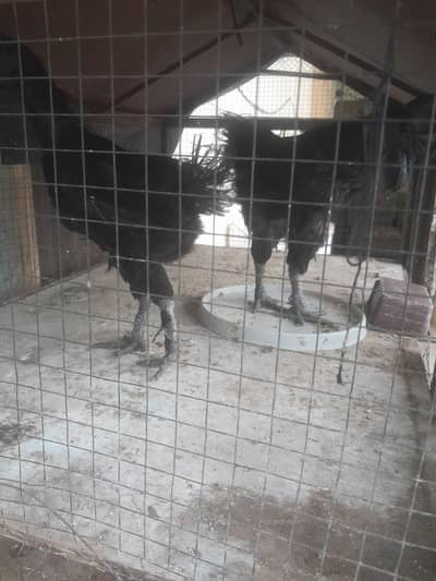 ayam cemani