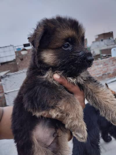 Long Coat German Shepherd Puppy pair