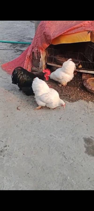 Bantam trio set For Sale