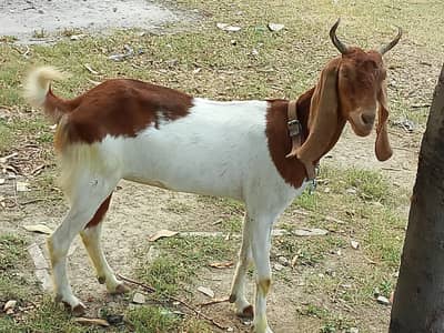 Bakra / Bakri / Goat