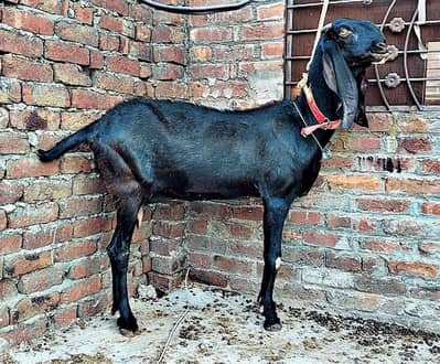 amritsari black beetal goat