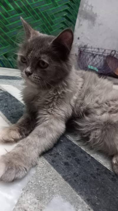 Kitten For sale