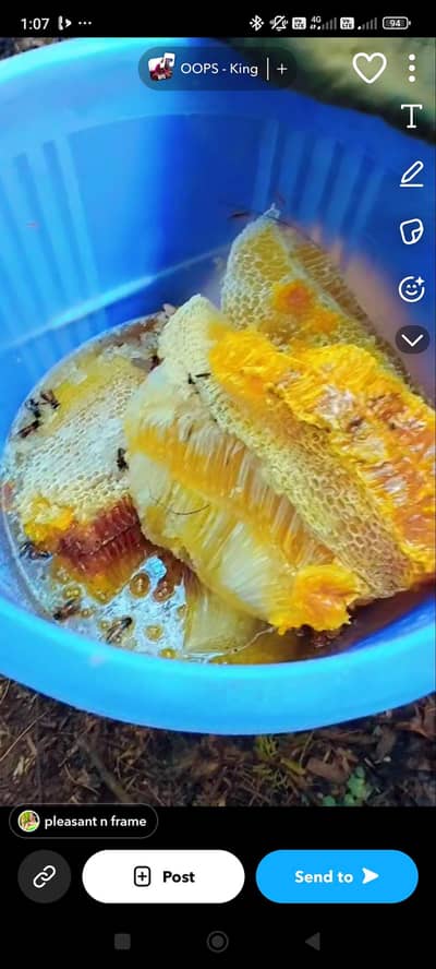 fresh honey available Khalis shaid jungle Ka hath SA otra howa