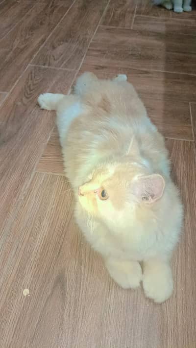 British Long Hair Male cat for sale