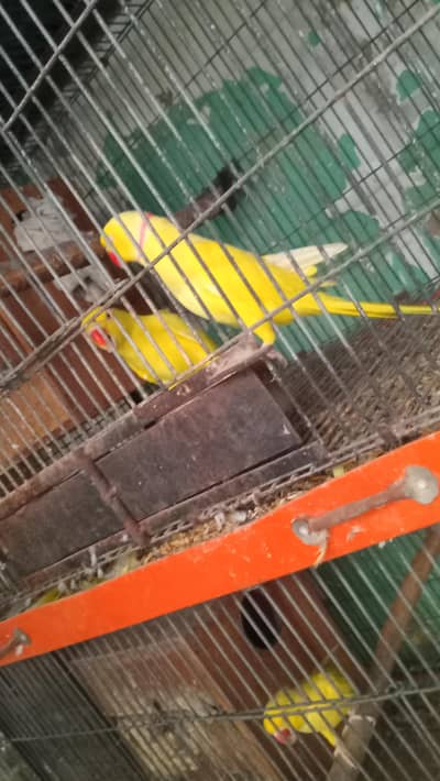yellow ring neck breeder pair 03222834993