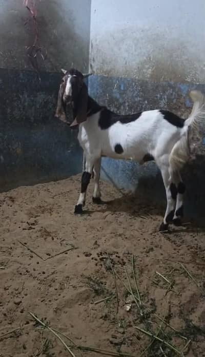 Tapra For Sale Price Final Han