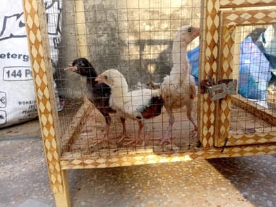aseel chicks