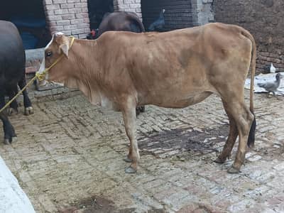 cow he