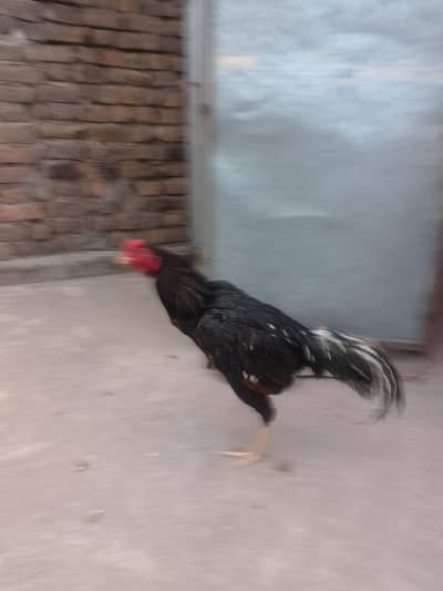 aseel mianwali