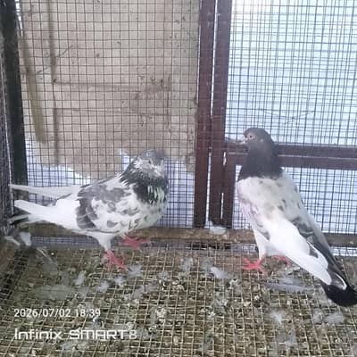 Breeder pairs