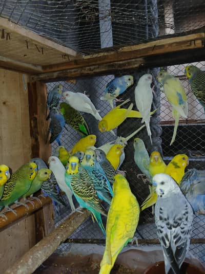 Healthy Breeder Budgies with Cages and Nests