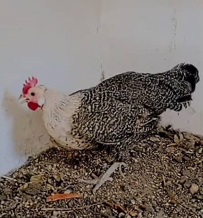Egyptian fayami hen