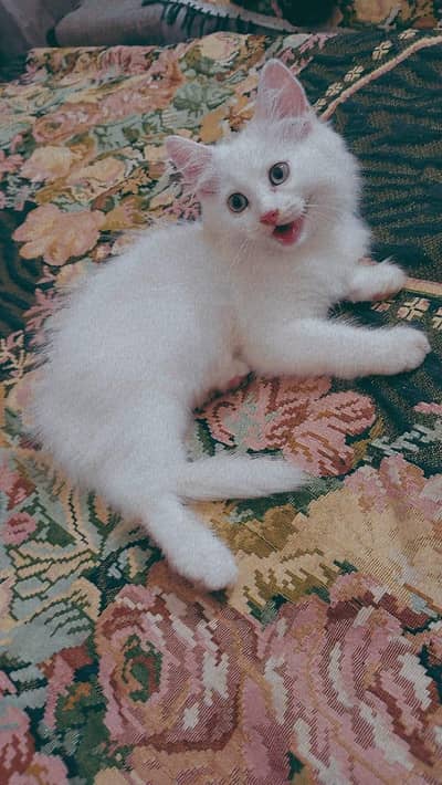 Beautiful Persian Kittens Pair for Sale