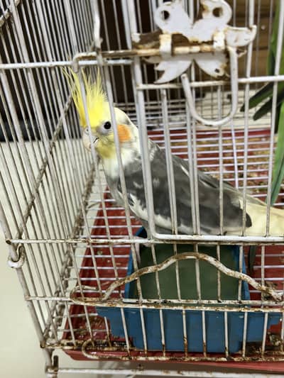 Urgent sale