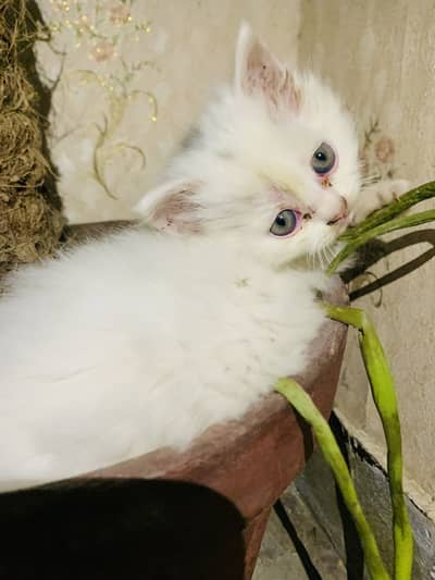 Persian kittens for sale