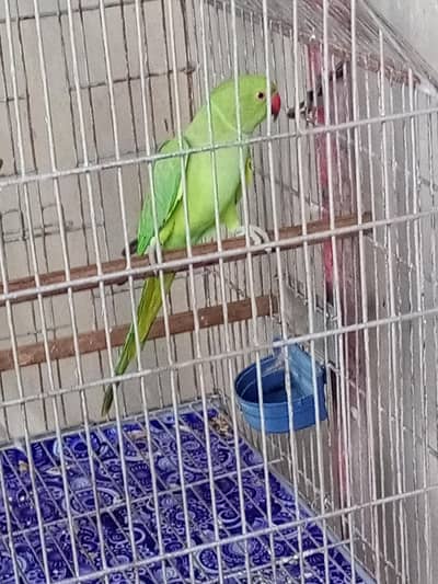 ring neck parrot  for breeding