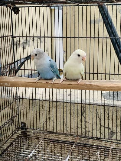Love birds