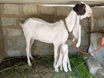 bakri with female kids