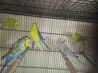 Budgies Setup for sale