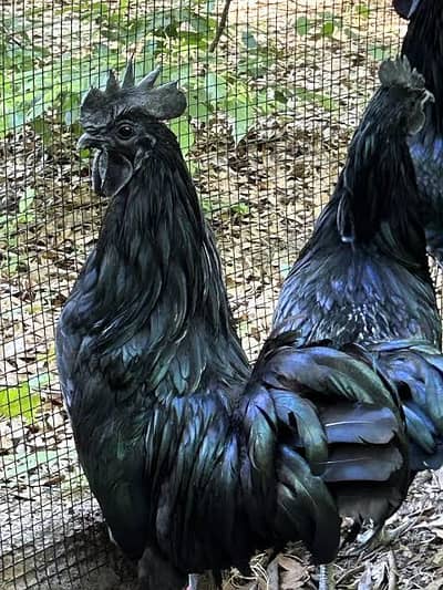 Ayam Cemani