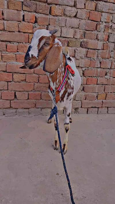 Sameer Rehmani