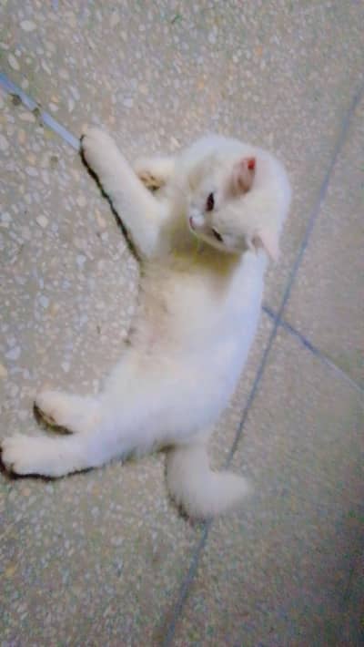 urgent for sale parishiyan cat female contact only what's app