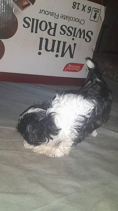 Shihtzu puppies available