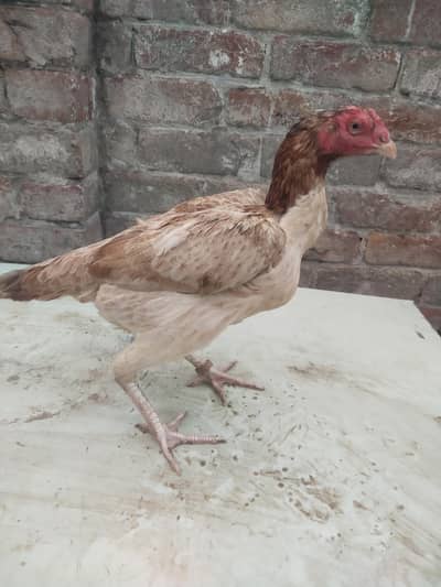 badami madi