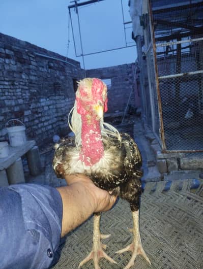 baredar aseel morga for sale