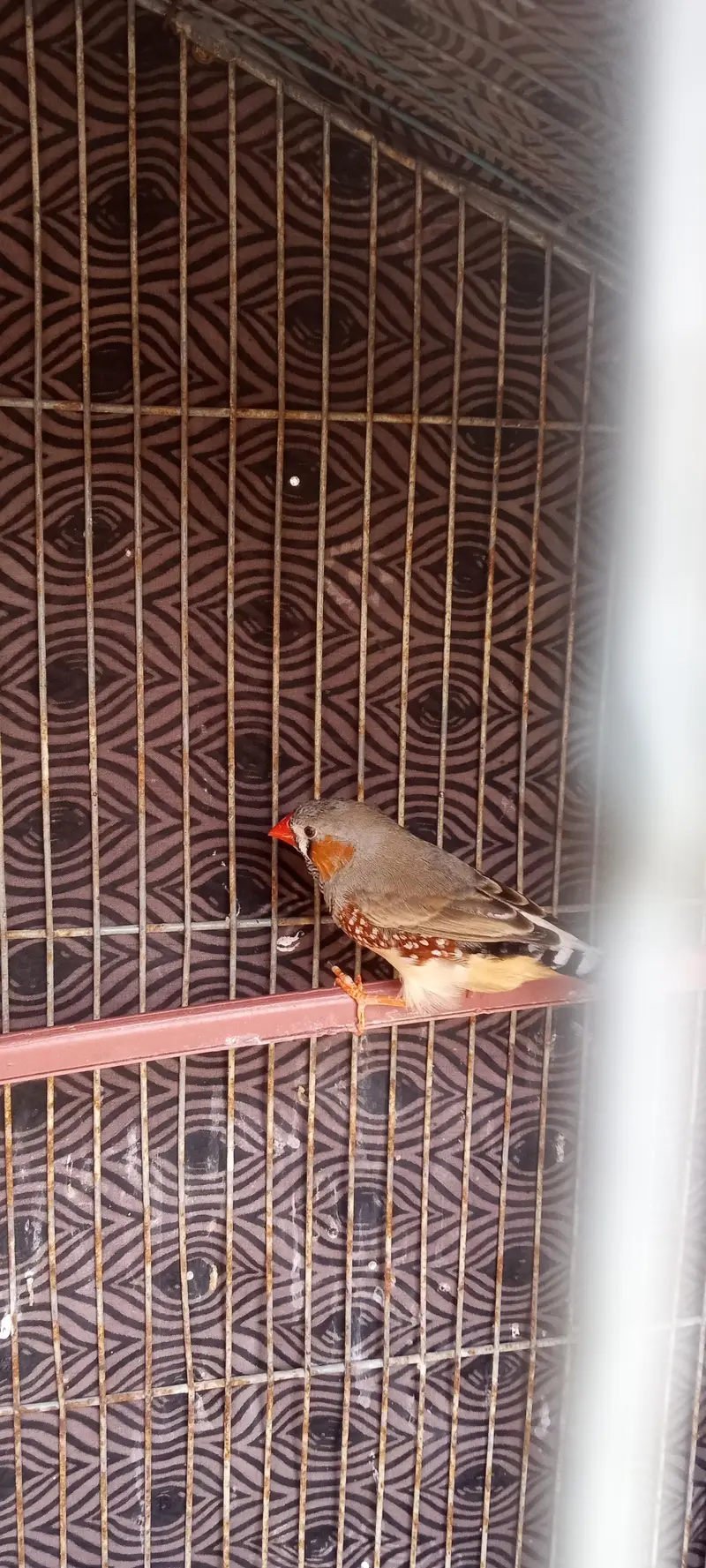 2 males — photo 3