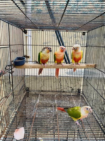 Conure pineapple