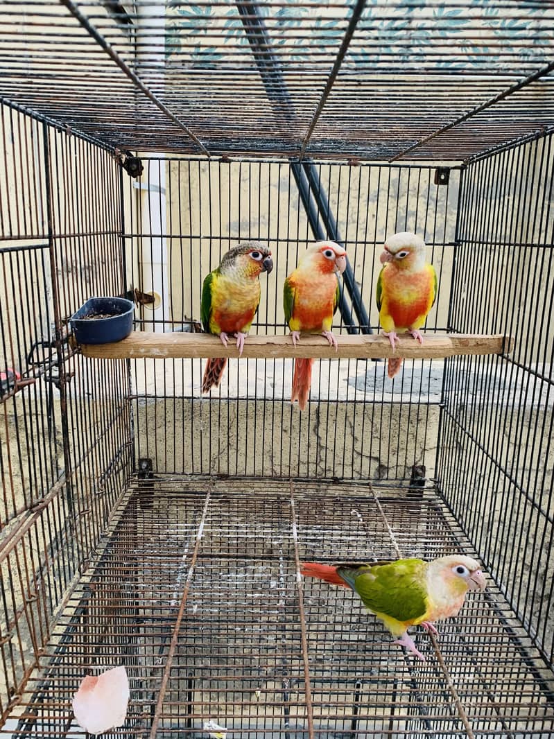 Conure pineapple 0