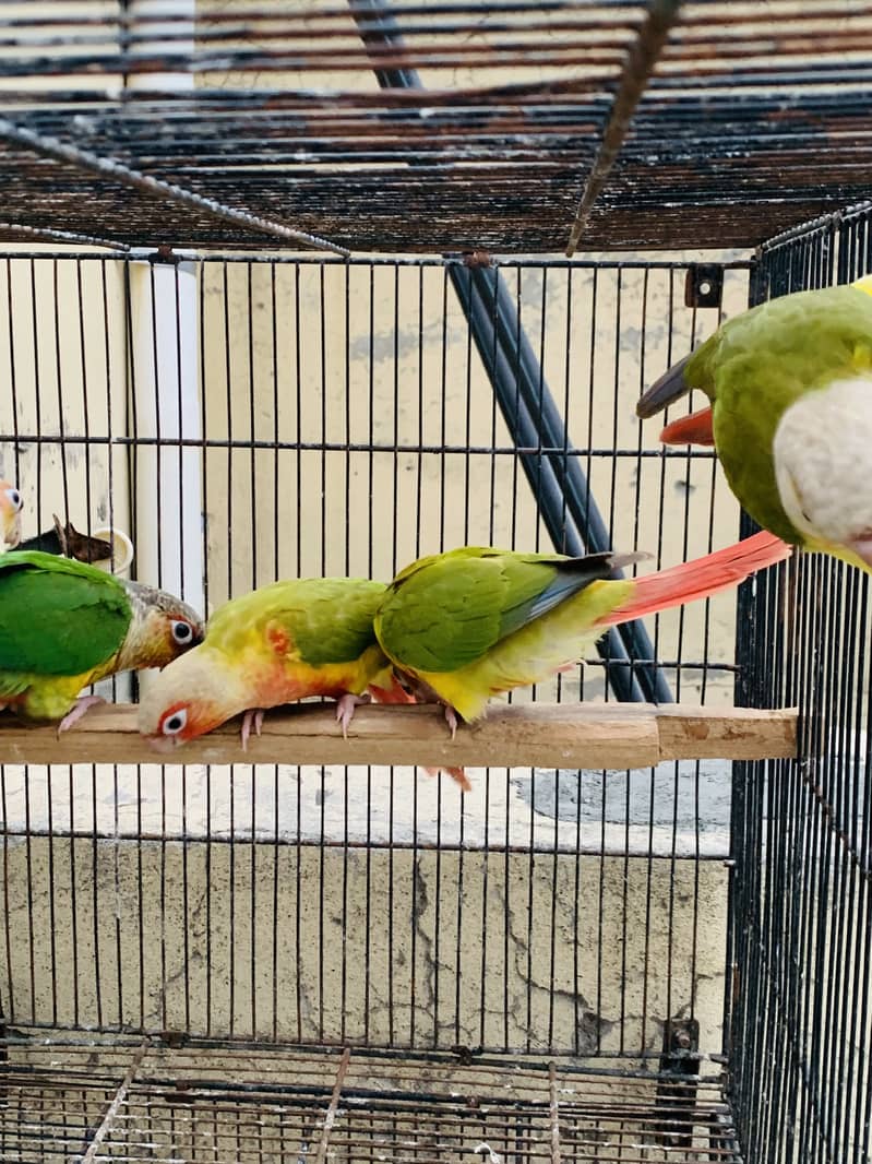 Conure pineapple 1