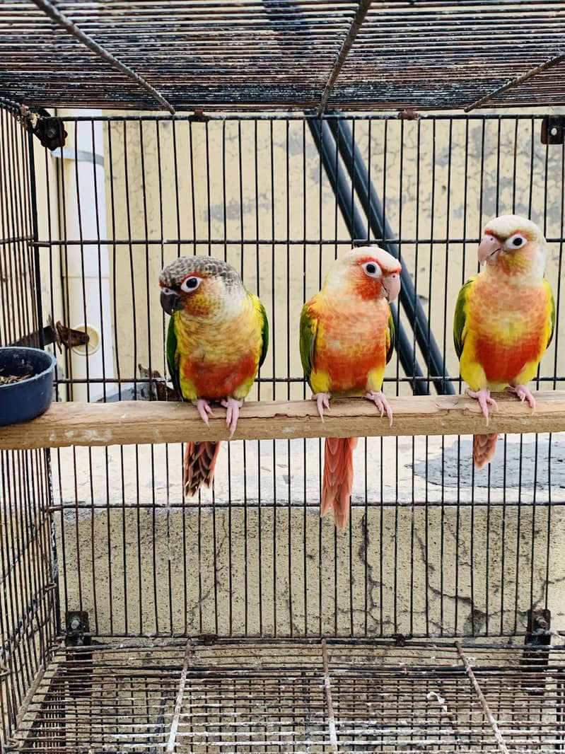 Conure pineapple 2