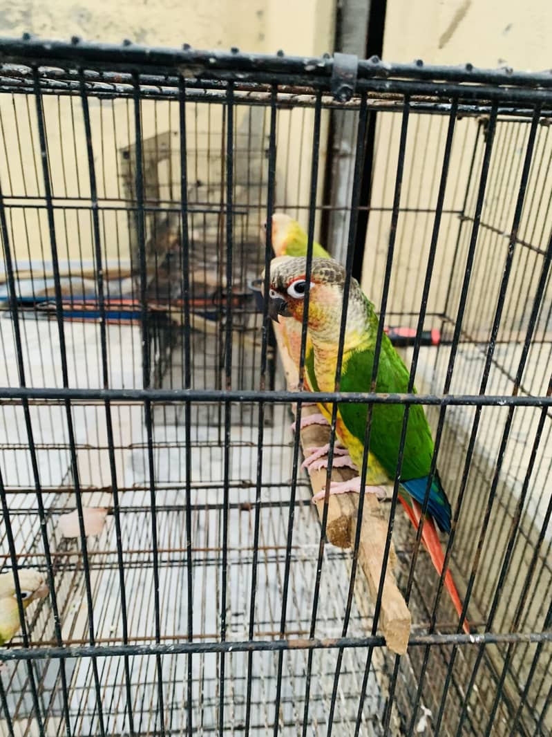 Conure pineapple 3