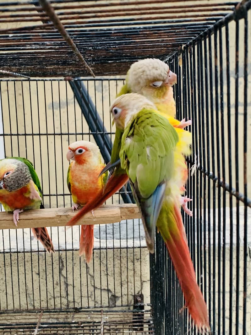 Conure pineapple 4