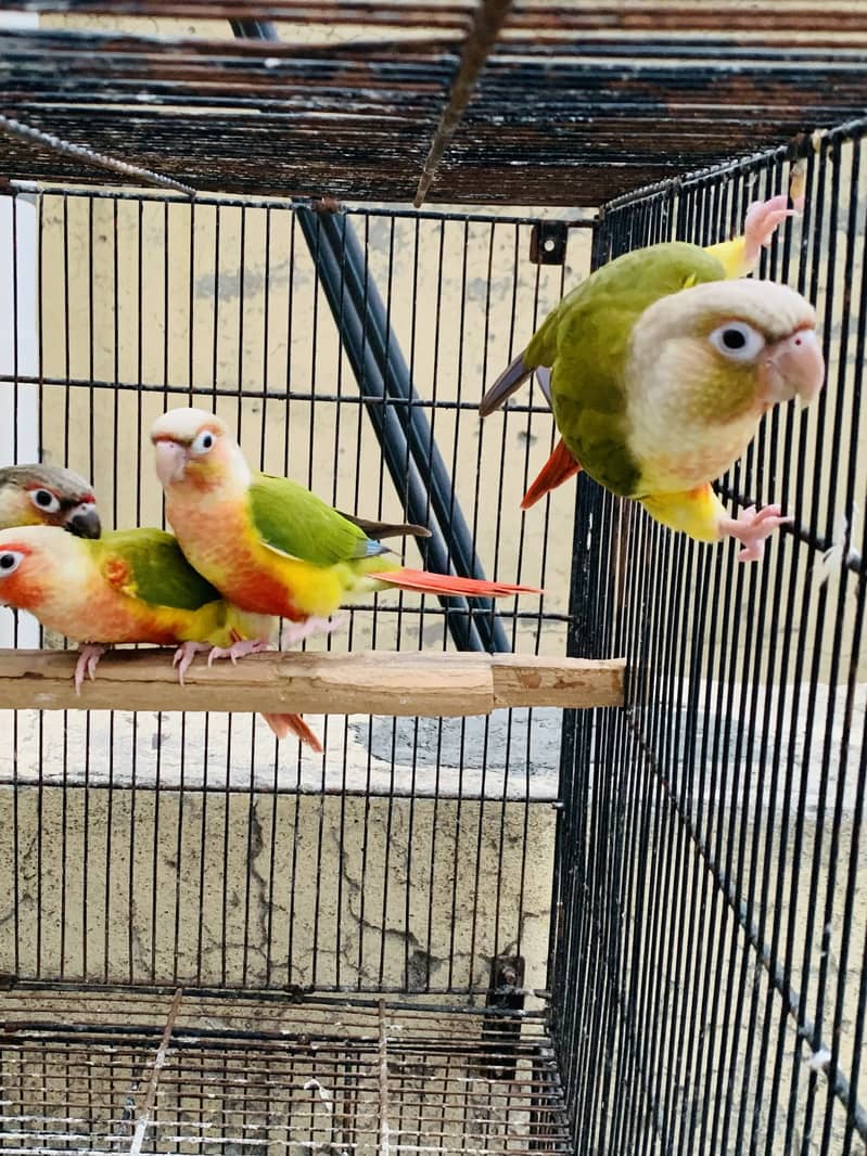Conure pineapple 5