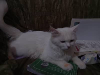 Persian kittens