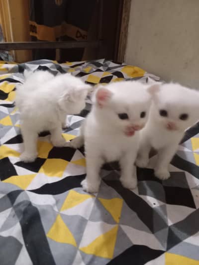 Persian kittens