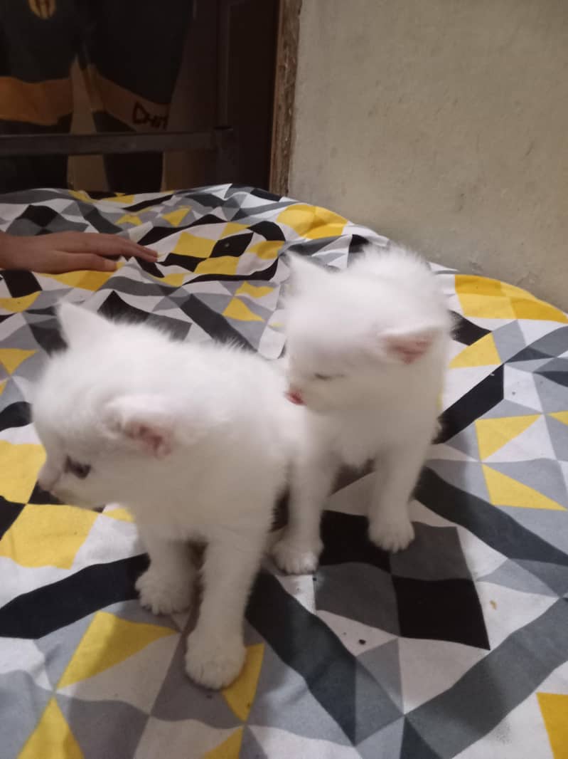Persian kittens 1